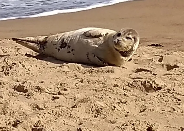 Apartament Marina Mercator *